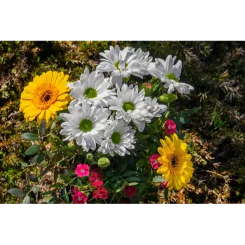 Natural Chrysanthemum Plant